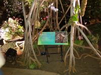 Albums/20200303-Kew Gardens/36